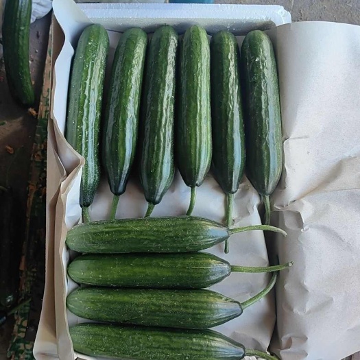寿光市油瓜，小黄瓜出口品质暖棚种植，货源稳定，对接全国客商合作共赢