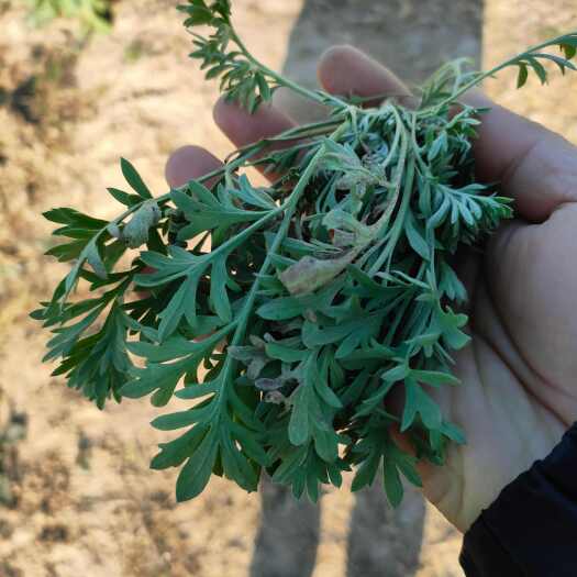 新乡鲜茵陈，山野菜