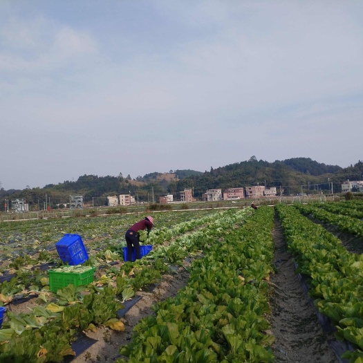 封开县肇庆市封开县渔涝芥菜