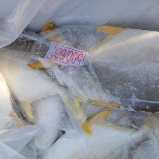 滨州金鲳鱼鲜活水产食用鱼山东滨州沾化区发货新鲜优质