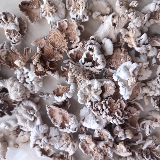 包邮白参菌 南召白参菇  大片 扇片  玫瑰片 不满意包退