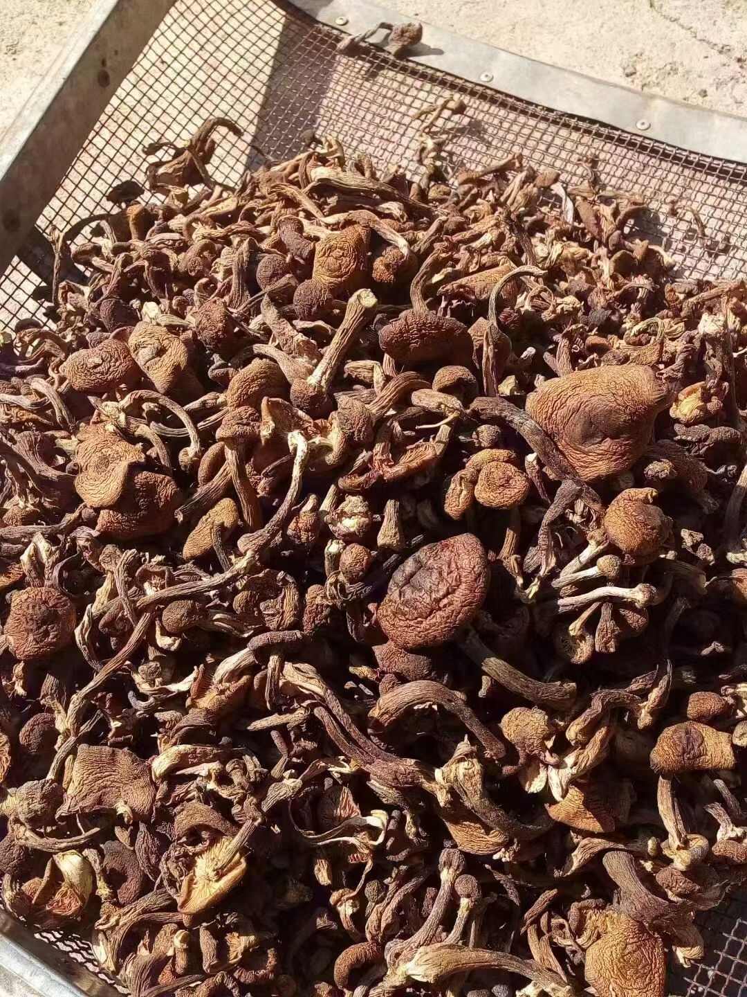 蘑菇 东北野生秋蘑菇去根干榛蘑菇包邮