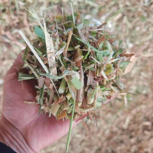 惠东县橡草巨菌草青贮饲料