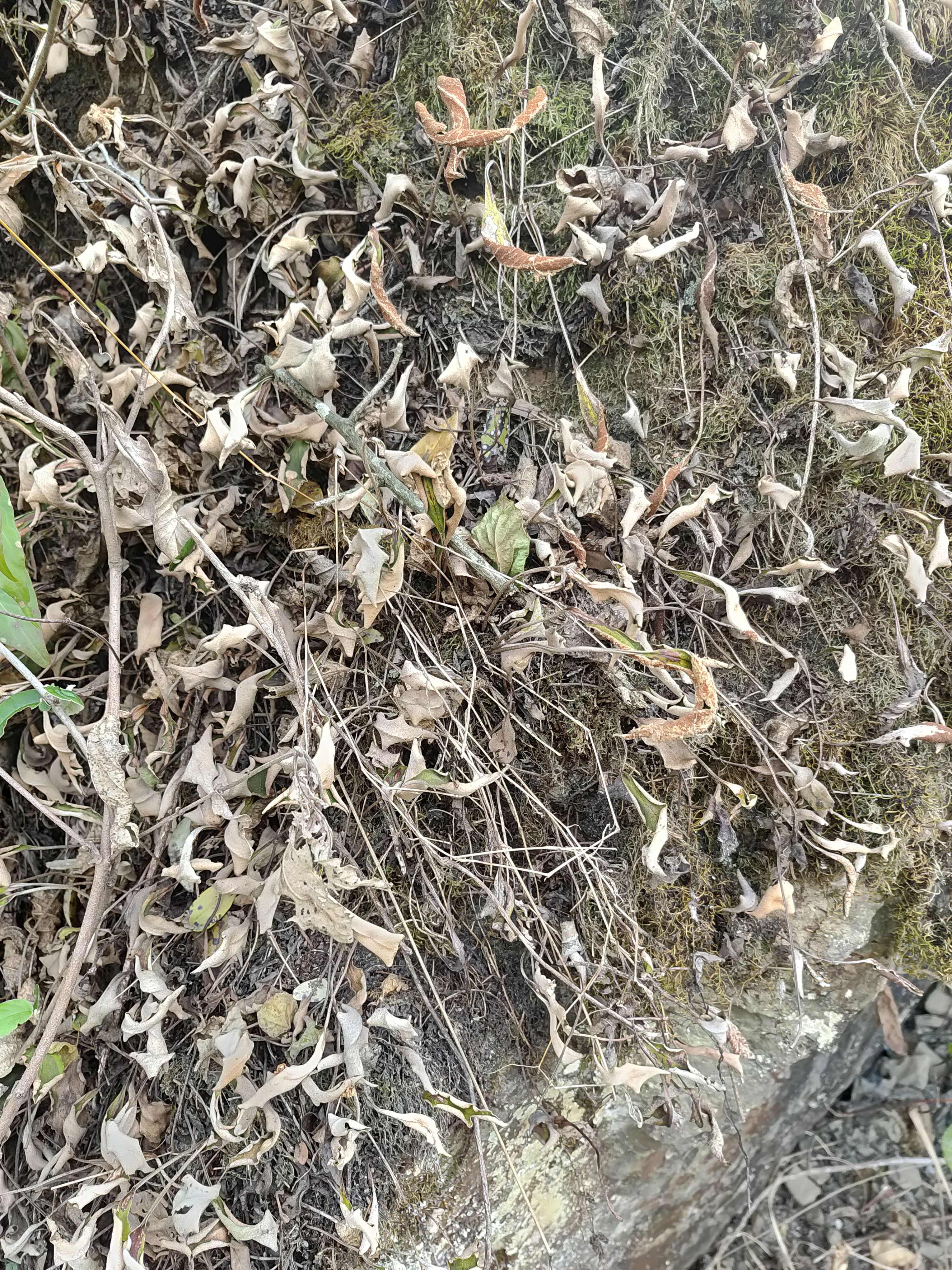 小叶石韦    精挑无根干货