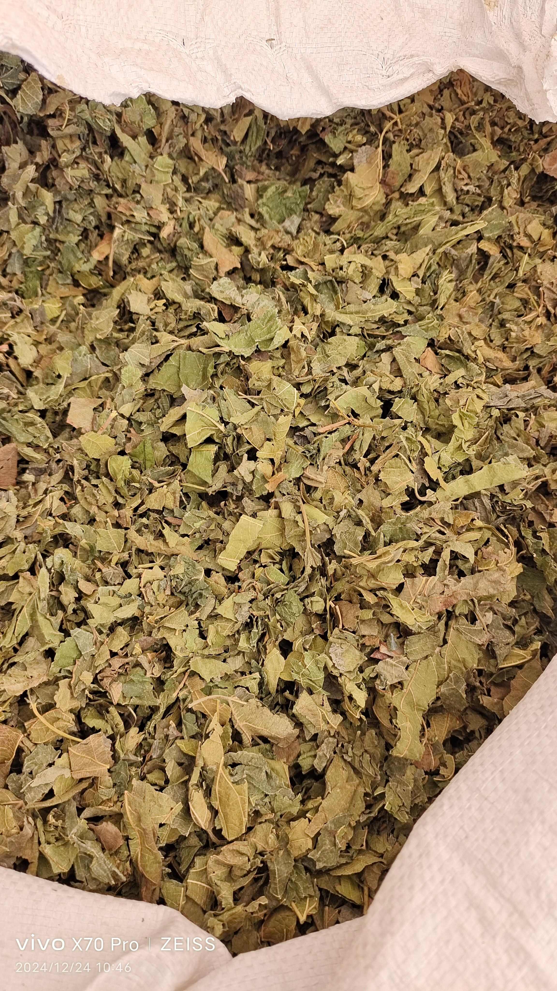 桑叶 无硫熏天然晒干  量大从优