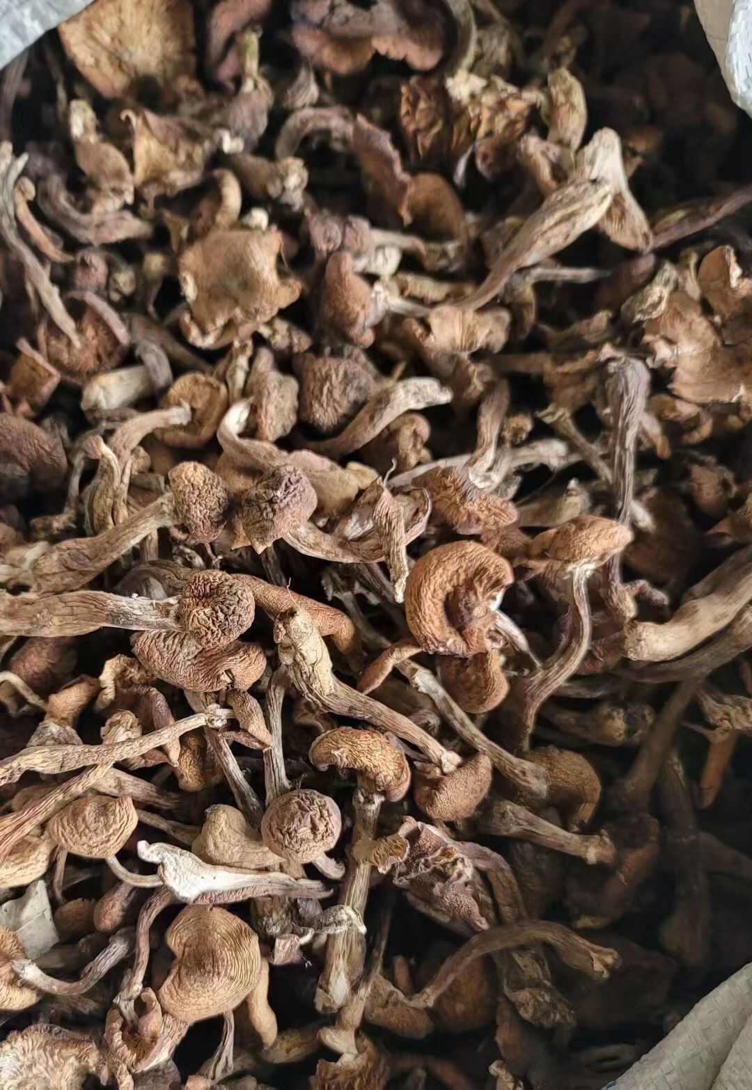 蘑菇 东北野生秋蘑菇去根干榛蘑菇包邮