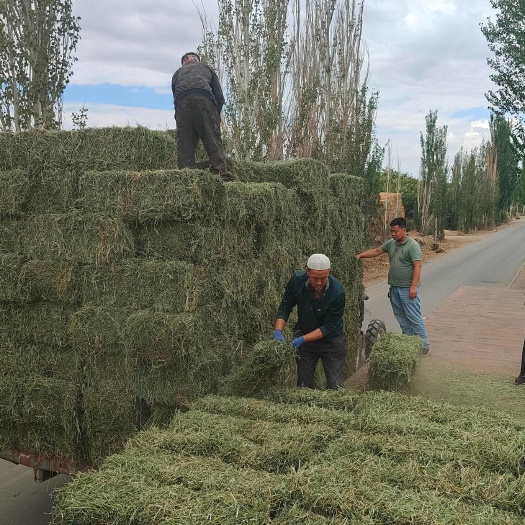玉门市小捆苜蓿草批发甘肃玉门胜陇源草业苜蓿草种植蛋白高颜色绿