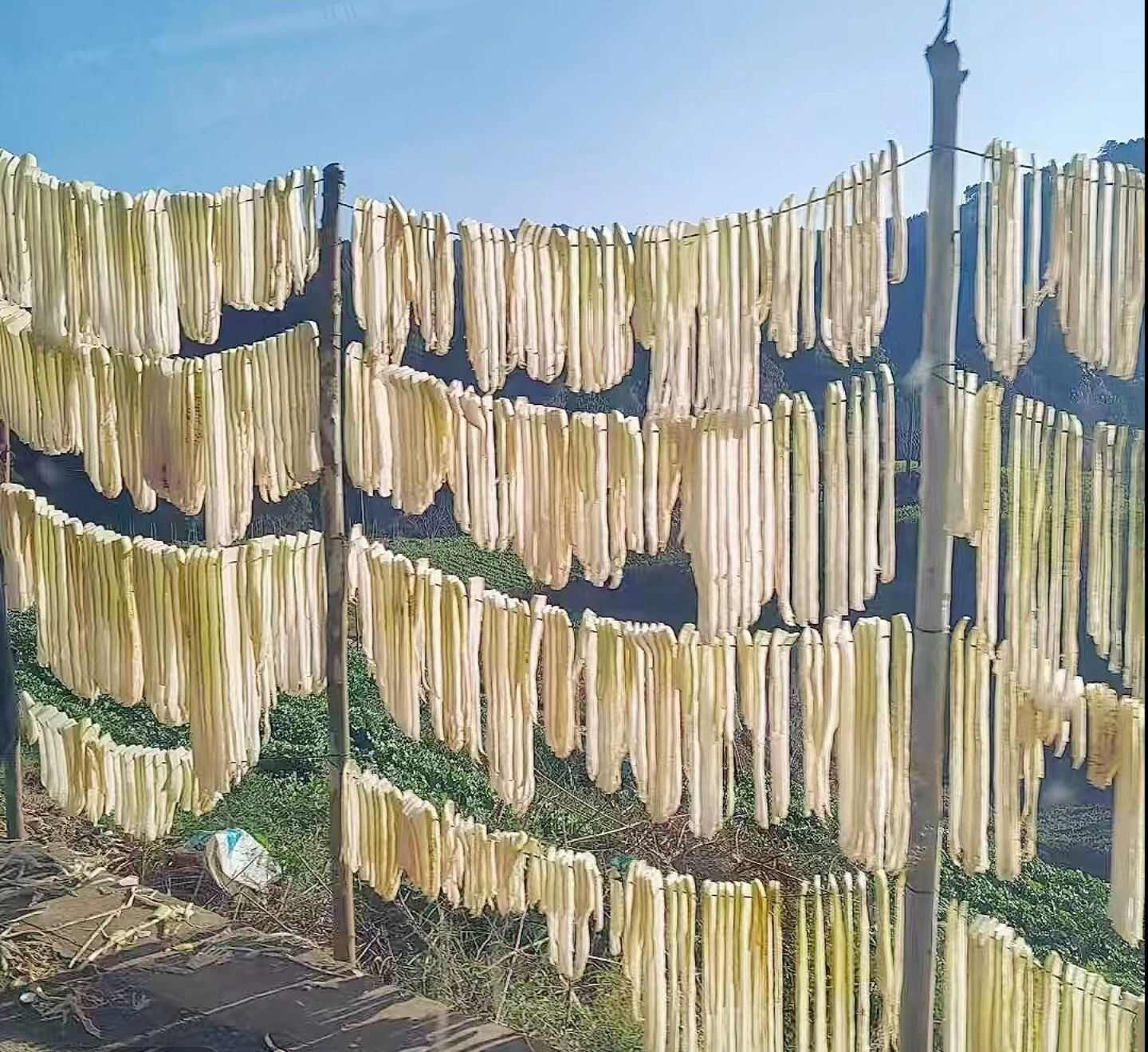 萝卜条