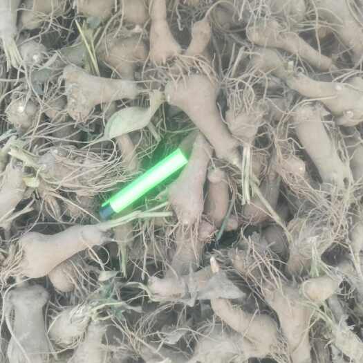 亳州白术苗白术种苗白术芽