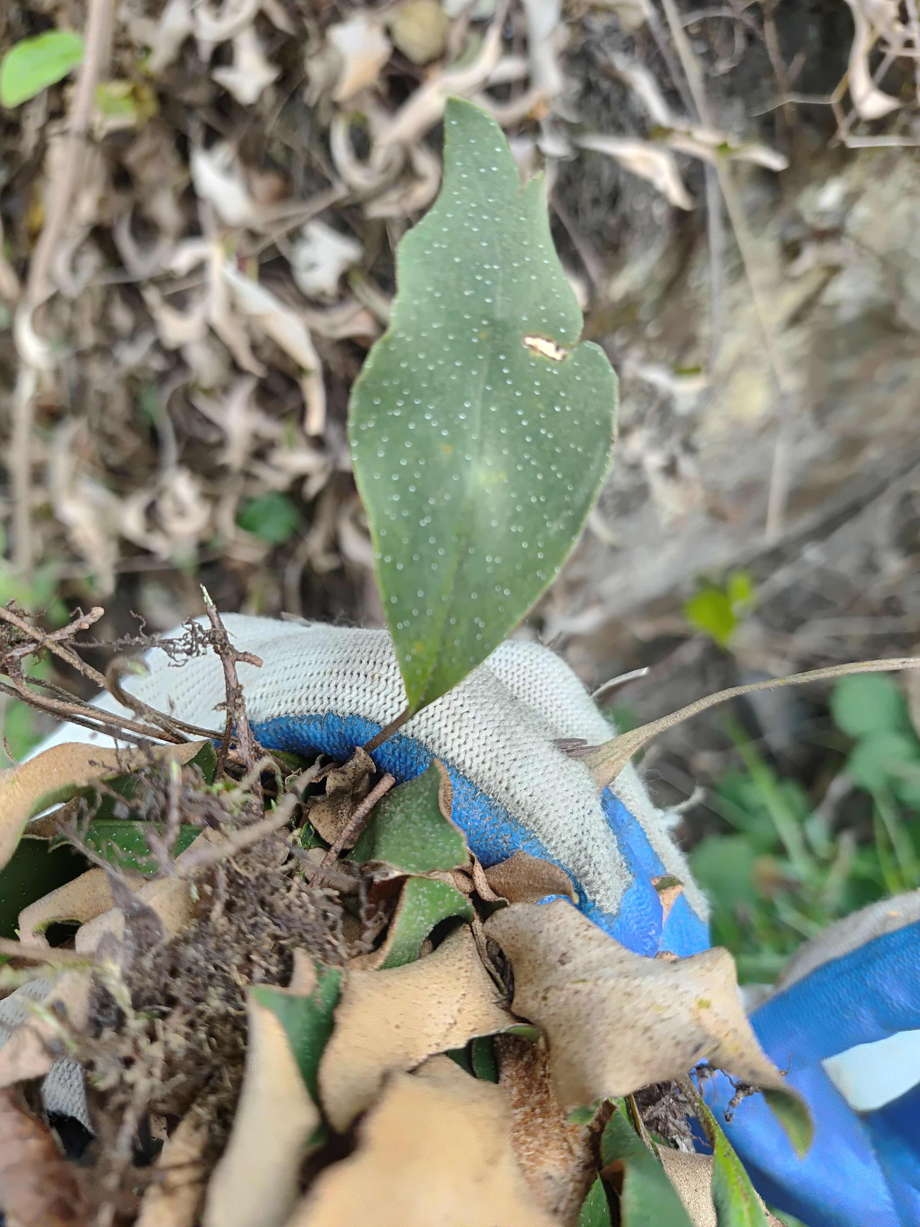 小叶石韦    精挑无根干货