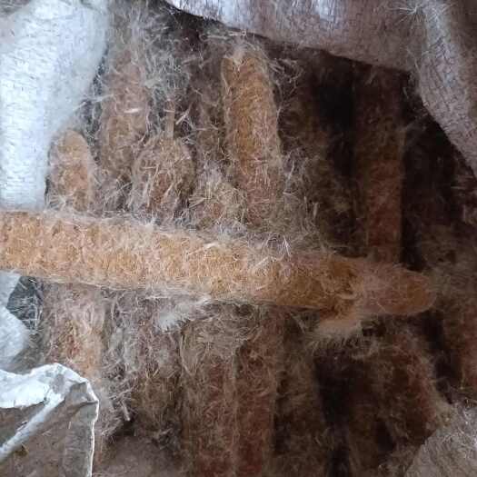 商城县蒲黄棒