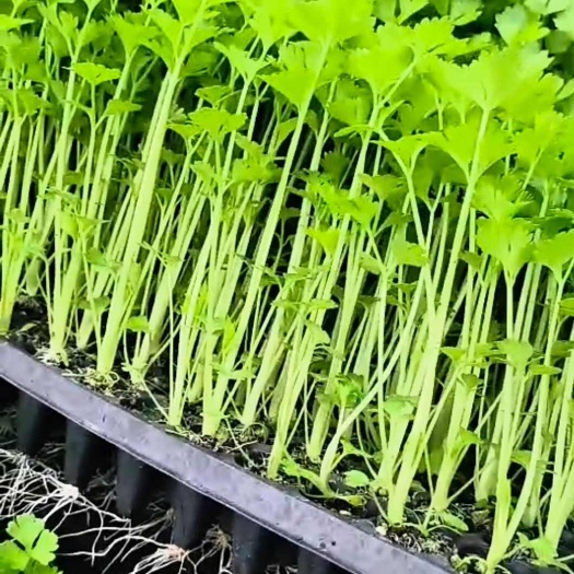 惠民县精品穴盘芹菜苗