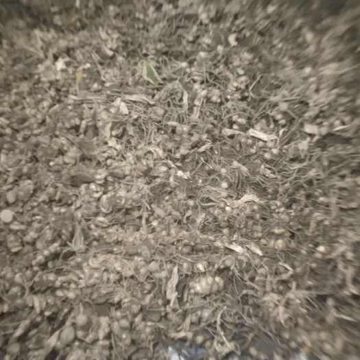 高州市大量出产沙姜！！！现挖沙姜！！靓货，欢迎老板来咨询