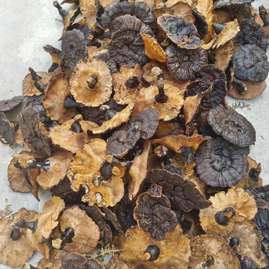 寻乌县短脚黑灵芝15公分以上