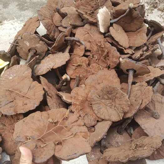 寻乌县长脚粉灵芝带树枝