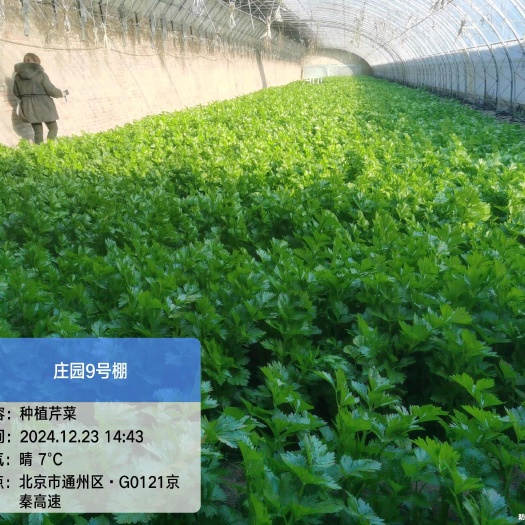 北京西芹