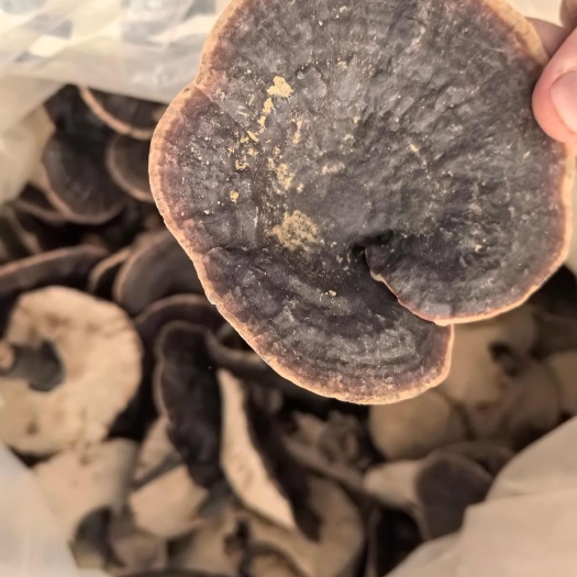佛山金边灵芝，非种植