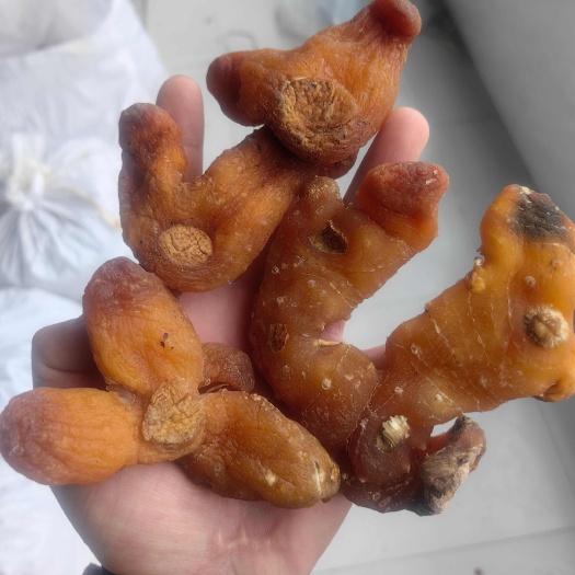 选货黄精个子