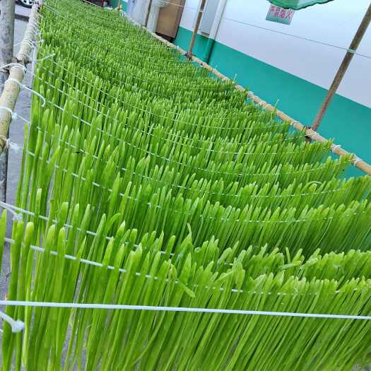 楚雄市云南楚雄基地优质贡菜（干条）