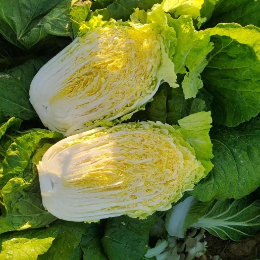 黄心白菜质量好，价格低，大小车随到随装，456斤，诚信经营。