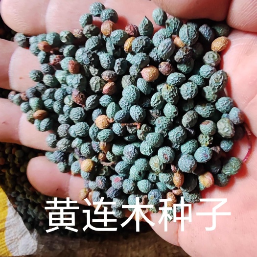 黄连木种子