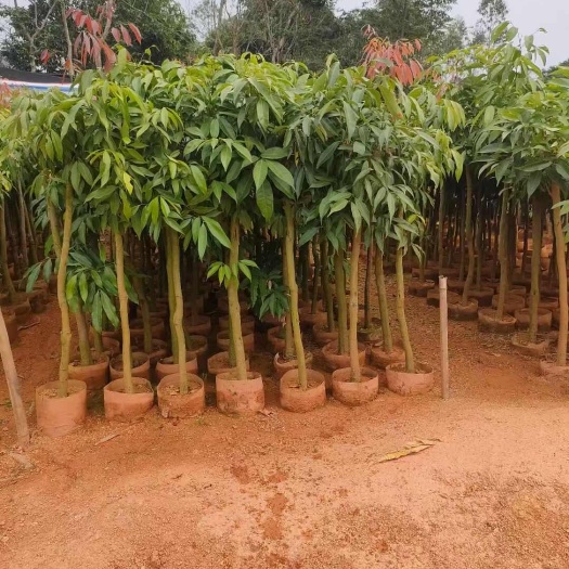 灵山县芒果苗荔枝苗