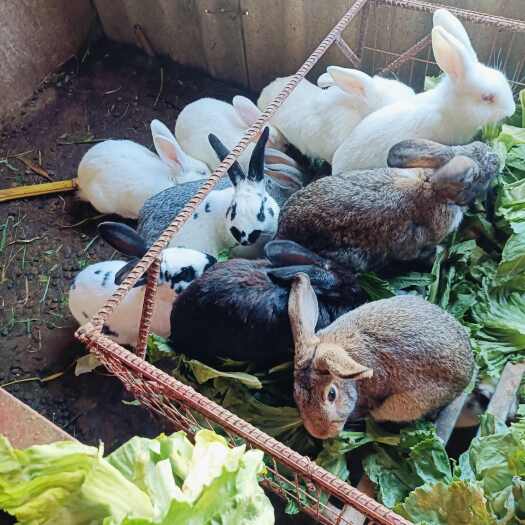 昆明兔苗，商品兔，荷兰猪出售