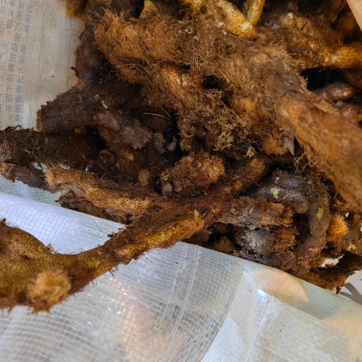 骨碎补