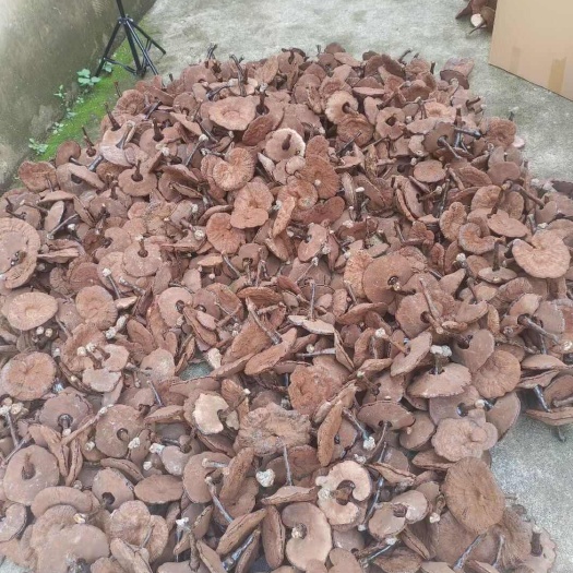 寻乌县长脚粉