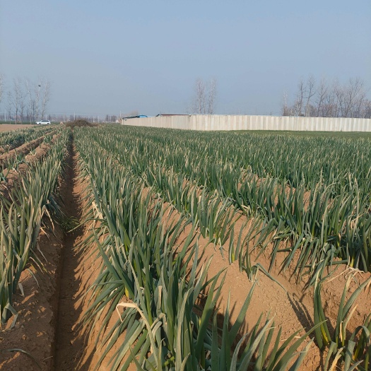 太康县周口大葱大量上货，精品钢葱基地批发，量大从优