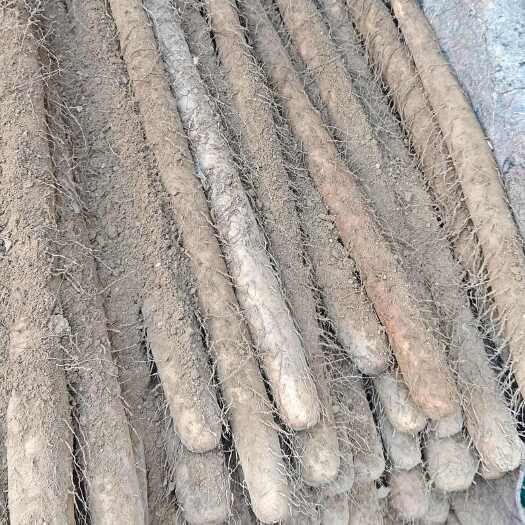 大名县双棒山药铁杆山药大量供应