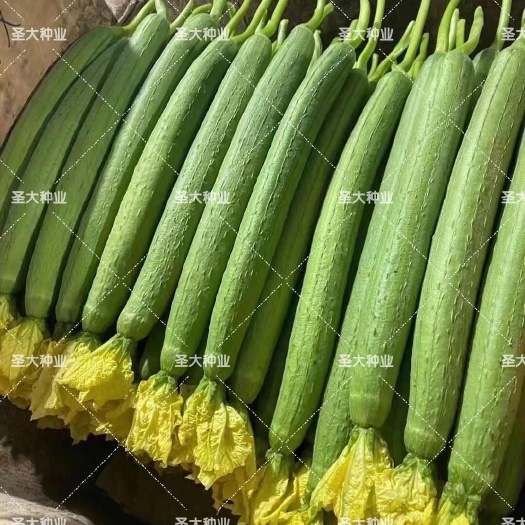 肉丝瓜种子  长条肉丝瓜种子！抗热抗寒！四季种植！产量稳定！