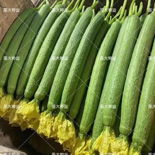 寿光市肉丝瓜种子  长条肉丝瓜种子！抗热抗寒！四季种植！产量稳定！