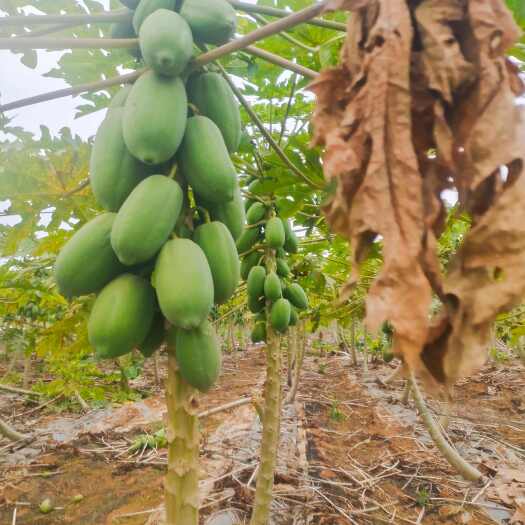 南宁益源6号木瓜