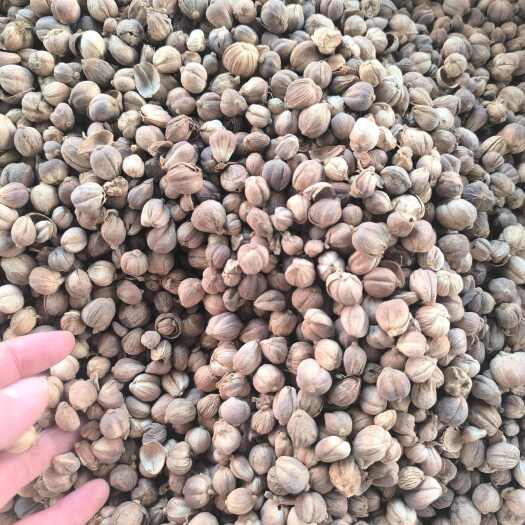 亳州白豆蔻 白蔻 白蔻仁 火锅底料香料调味 白豆蔻 中药