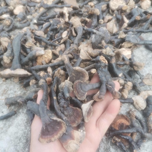 隆林县天然紫灵芝头、黑灵芝头，宝贝多多，物美价廉