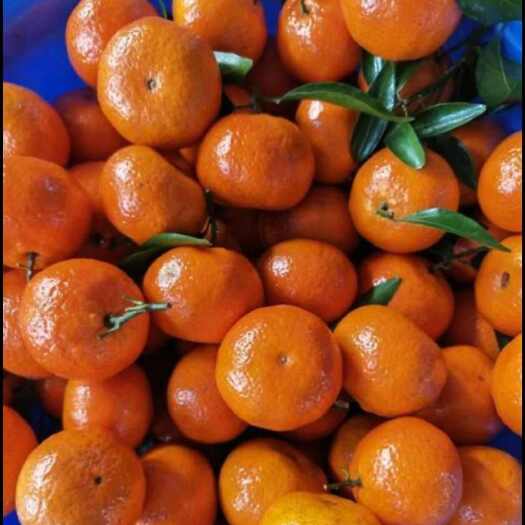 夏季限定】暑い夏に爽やかな、葛切り入りゼリー「TSURU涼涼 9個