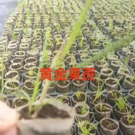 耒阳市甘蔗组培苗