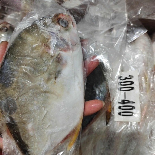 滨州金鲳鱼，干冰的，质量特别好，红烧酱炖都好吃！产地直发无差价