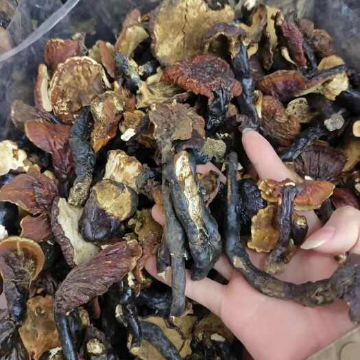 广州西藏，云南 赤灵芝都有，各种灵芝都有