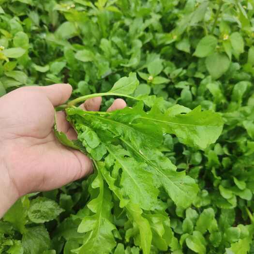 晴隆县贵州荠菜速冻成品