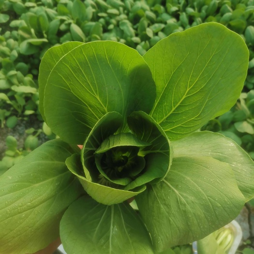南通精品油菜上海青