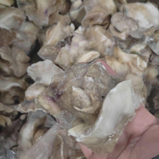 东港市批发海螺肉