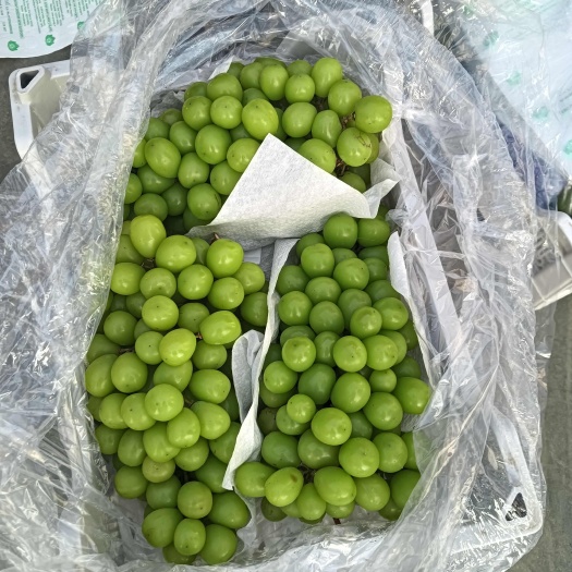 晋州市阳光玫瑰大量出15至20一筐