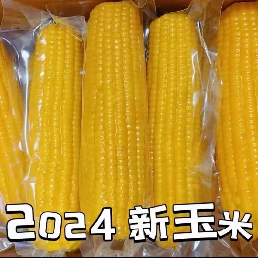 衡水【10棒东北黄糯玉米】2024年东北糯玉米新鲜香甜糯玉米真空
