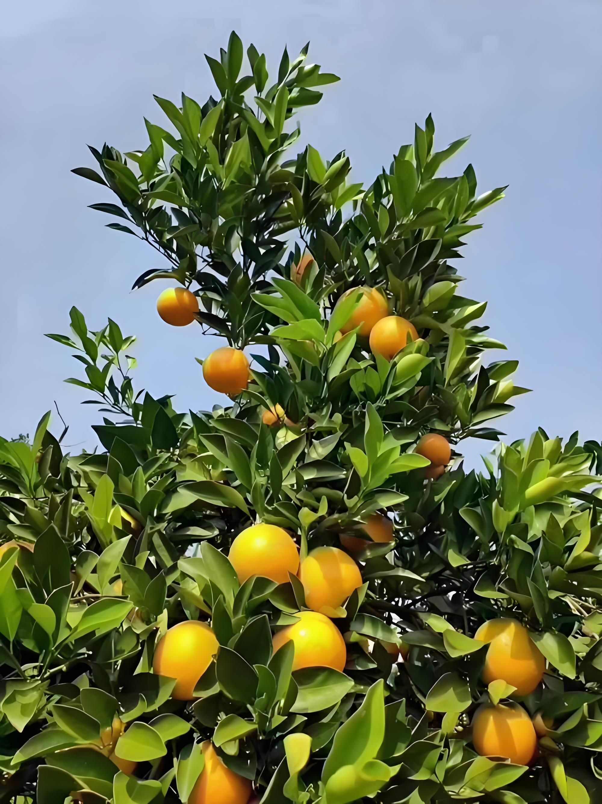 麻阳冰糖橙新鲜水果应季蜜桔冰糖包整箱批发电商平台一件代发