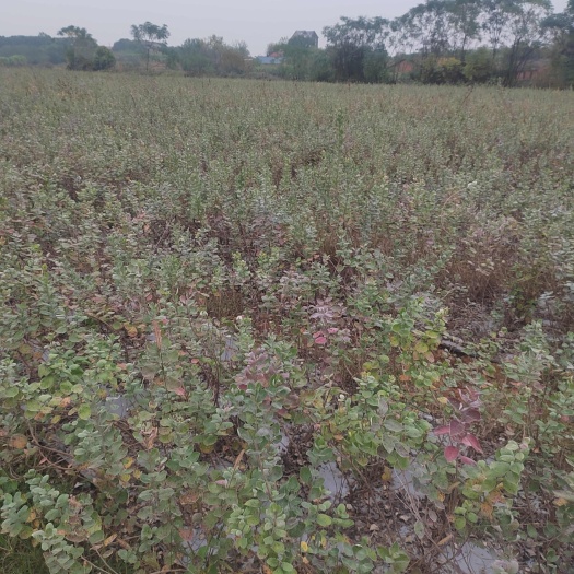 樟树市江西单叶蔓荆子种苗