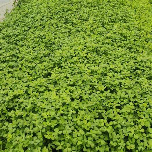 上海草头（金花菜）自己种的，
