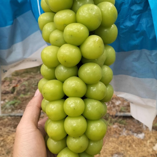 莒县阳光玫瑰