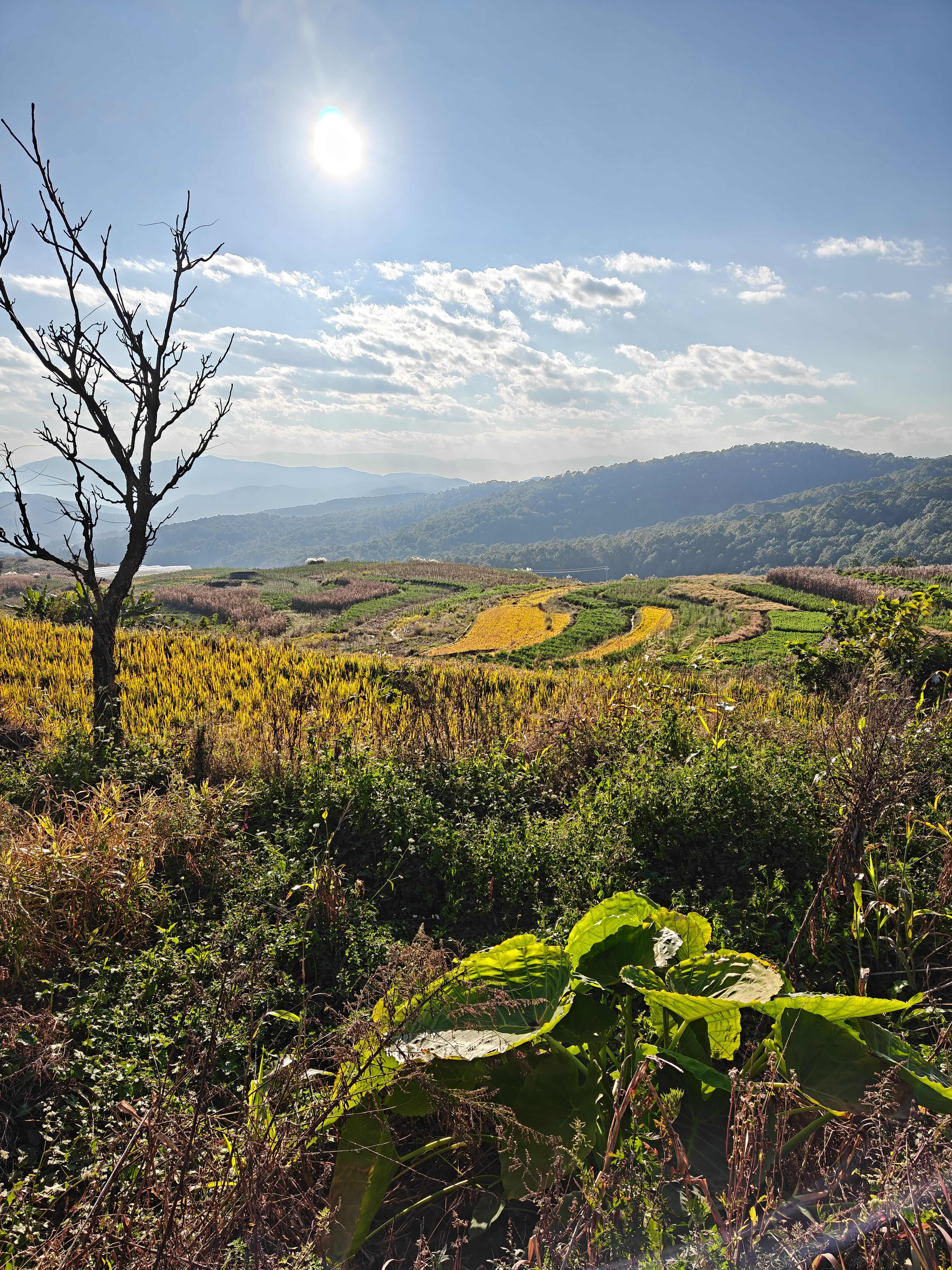 长寿仁豌豆，产自新平县磨盘山国家森林公园，（可代办）